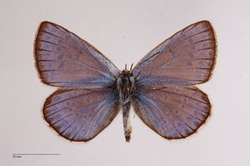 Vorschaubild Polyommatus escheri r. olympena Verity, 1936